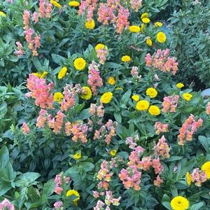 Meet your Posher, Addison